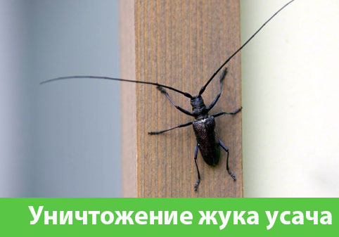 Обработка от жука усача в городе Балашиха