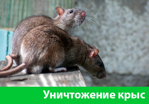 Уничтожение крыс в городе Балашиха