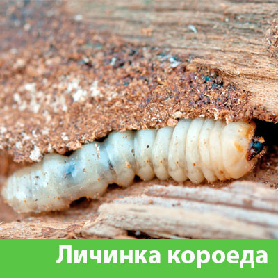 Уничтожение личинок короеда в Балашихе