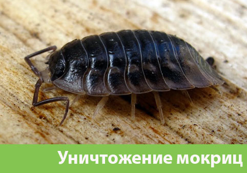 Мокрицы в квартире в городе Балашиха